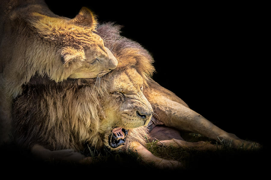 Lion Love Photograph by Ilona Rosenkrancová
