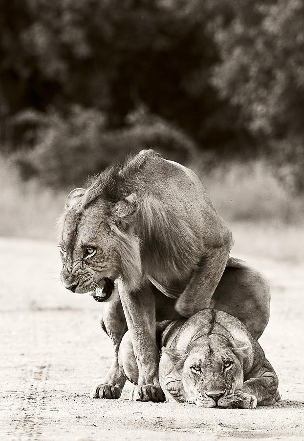 Lion Love Photograph by Wildphotoart