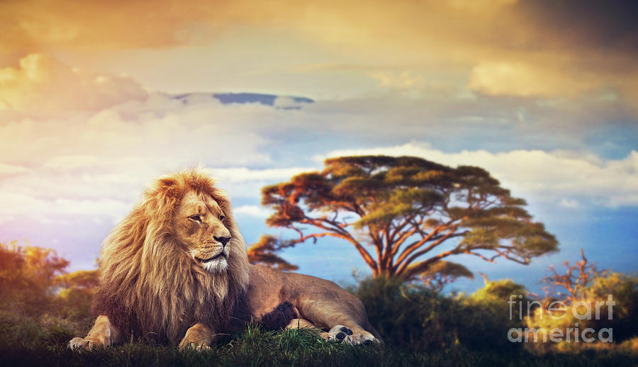 Lion lying in grass. Sunset over Mount Kilimanjaro Photograph by Michal Bednarek