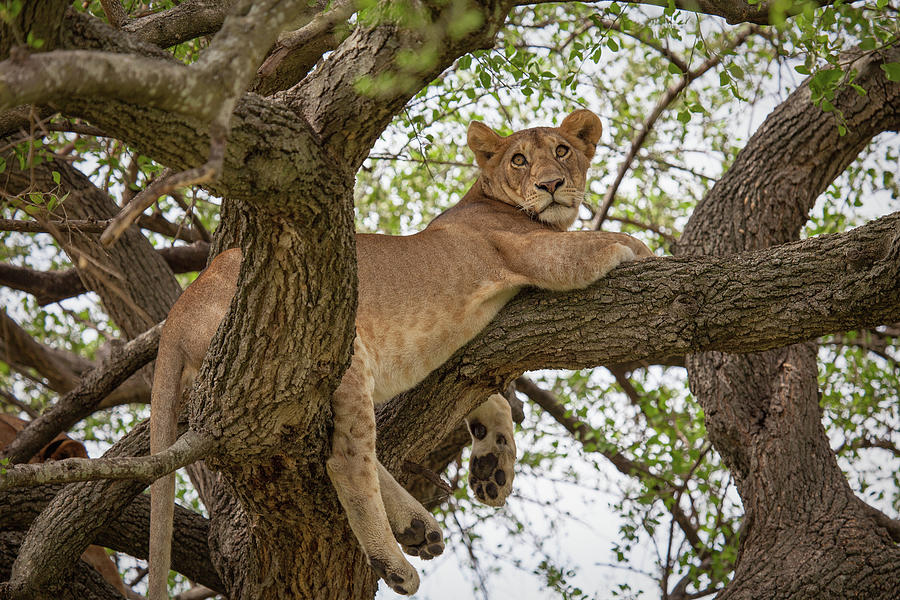 Lion Lying In Tree, Serengeti, Tanzania Photograph by Karen Desjardin