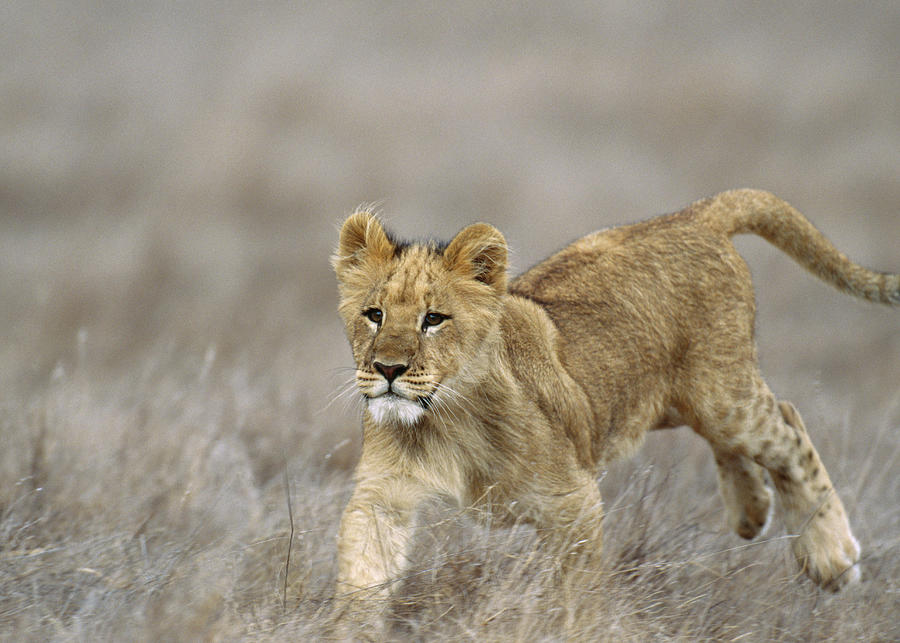 Lion Male Cub Running Panthera Leo Photograph by Nhpa