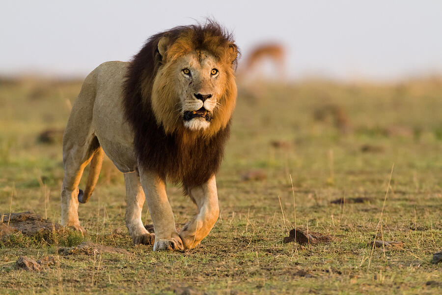 Lion Male Walking, Named 'noche'. Masai-mara Game Reserve Photograph by ...