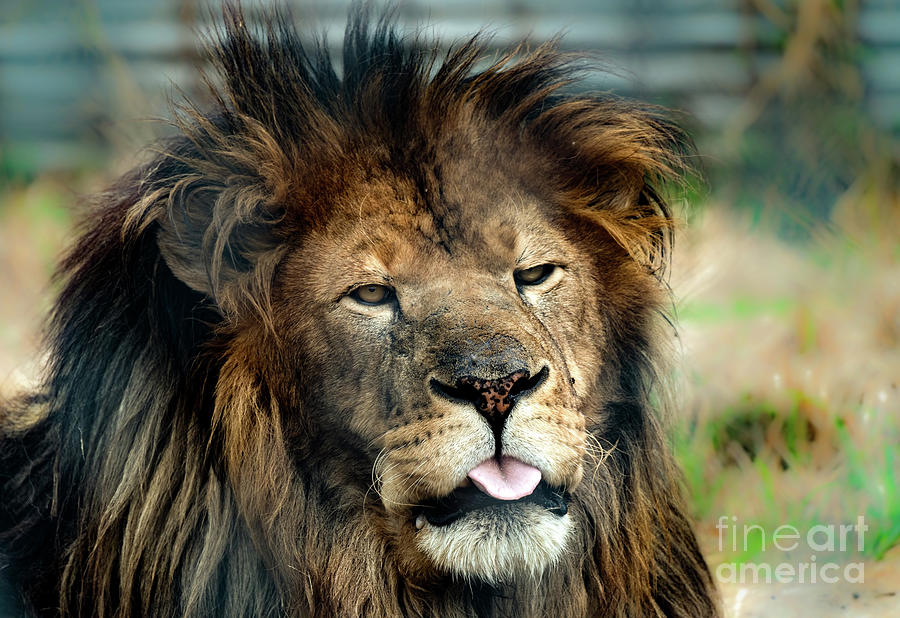 Lion mocking the world Photograph by Sam Rino