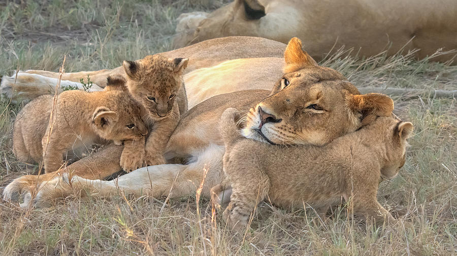 Nature Photograph - Lion Mum And Cubs by Min Li ???