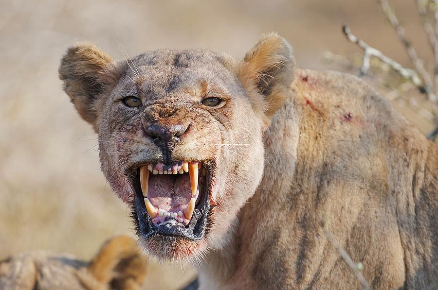 Lion Of ?mfolozi Photograph by Selim Kaya | Fine Art America