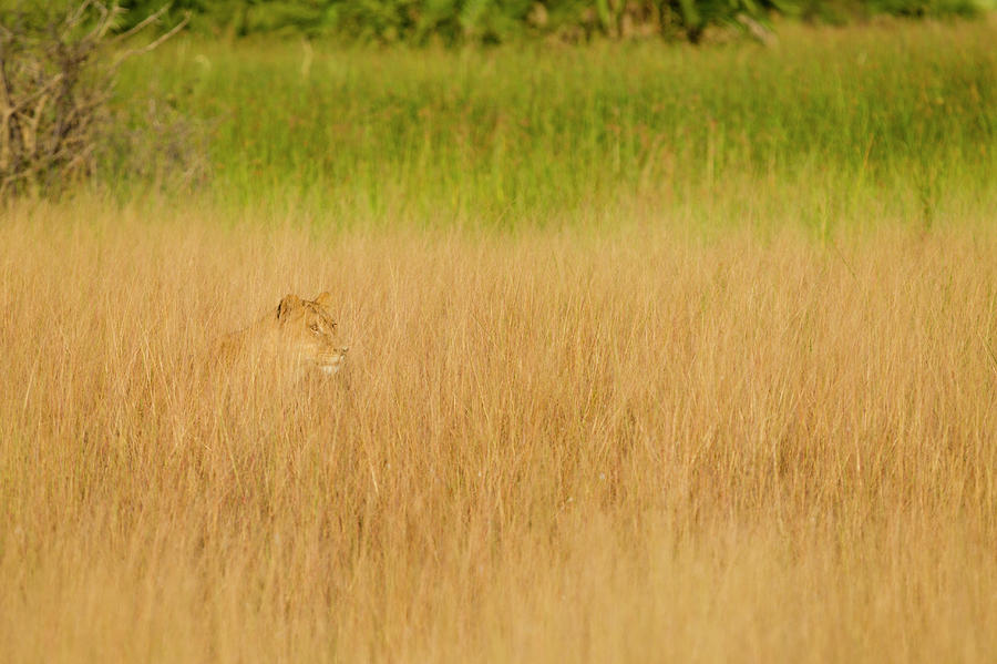 Lion, Okavango Delta, Botswana Photograph by Michele Westmorland