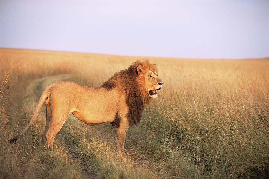 Lion On Alert At Dawn Photograph by James Warwick