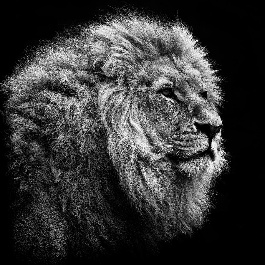 Lion On Black Background Photograph by © Christian Meermann Lion On Black Background Photograph by © Christian Meermann