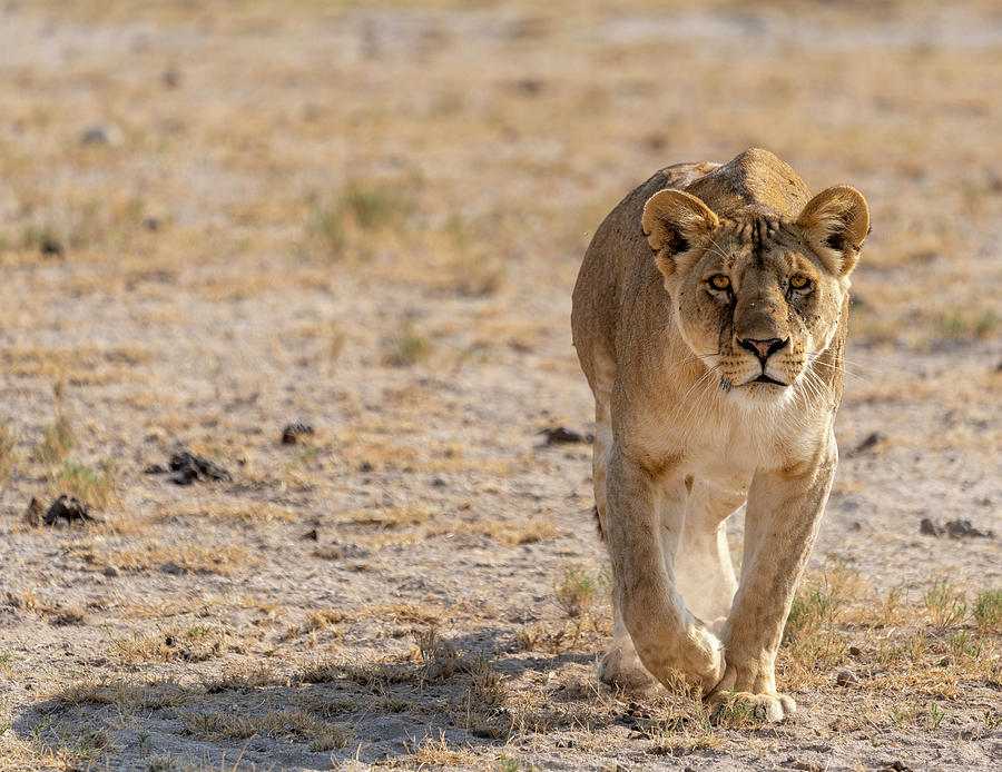 Lion on the prowl Photograph by Roni Chastain