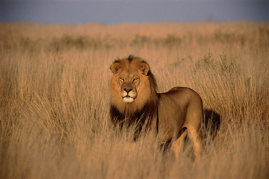 Lion Panthera Leo, Adult Male, Standing Photograph by Photodisc