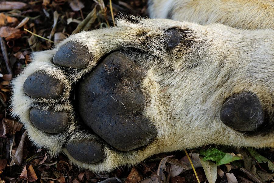 Lion (panthera Leo) Front Paw Detail Photograph by Roger De La Harpe ...