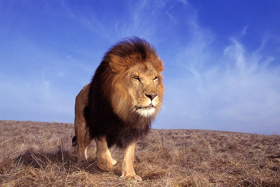 Lion Panthera Leo Photograph by John Giustina