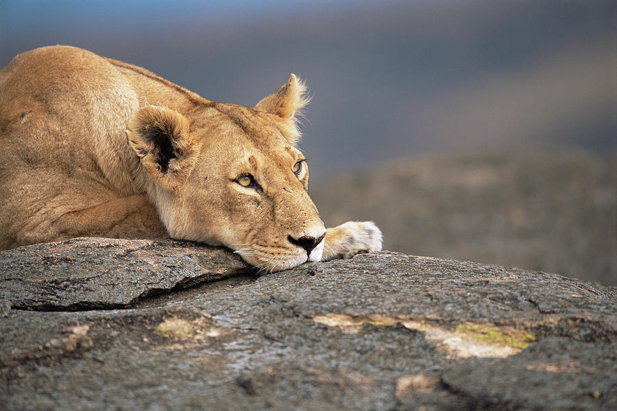 Lion Panthera Leo Lying On Rock Photograph by James Warwick