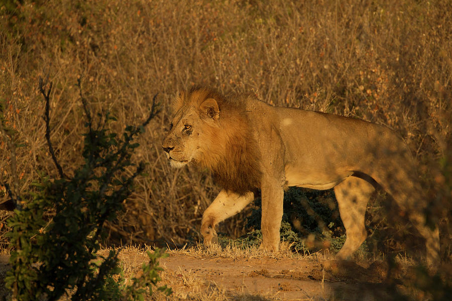 Wildlife Digital Art - Lion (panthera Leo), Mana Pools, Zimbabwe by David Fettes