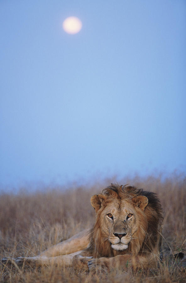 Lion Panthera Leo Resting In Grass Photograph by Paul Souders