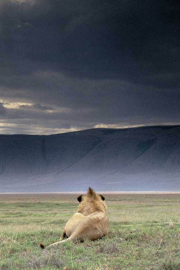 Lion Panthera Leo Resting Under Stormy Photograph by Art Wolfe