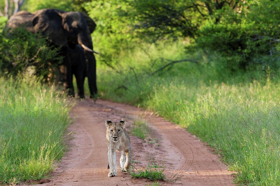 Lion (panthera Leo) Running Away Photograph by Roger De La Harpe | Pixels