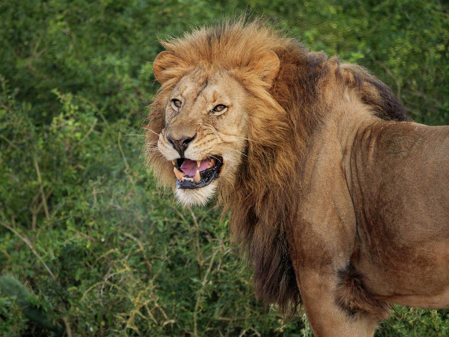 Lion Panthera Leo Showing Flehmen Photograph By Roger De La Harpe 