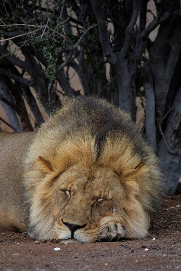 Cat Photograph - Lion (panthera Leo) Sleeping. Mashatu by Roger De La Harpe