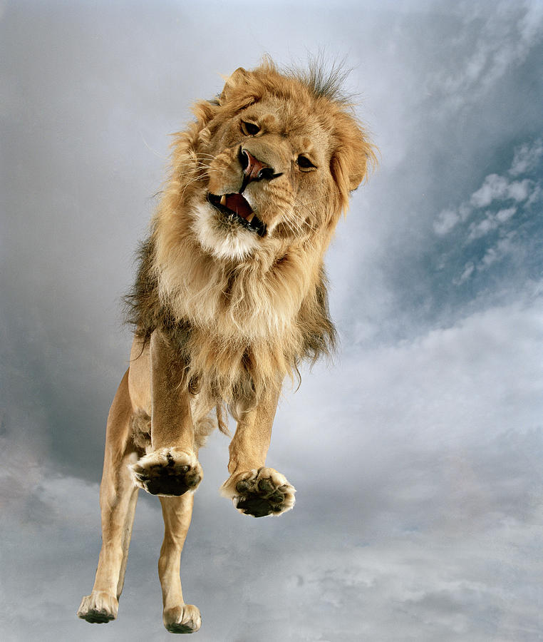 Lion Panthera Leo, View From Low Angle Photograph by Matthias Clamer