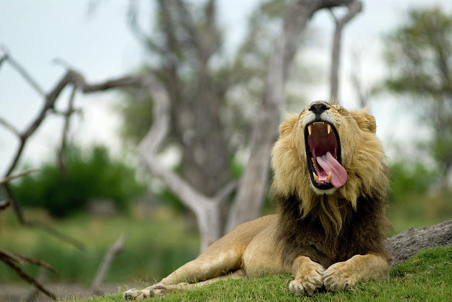 Lion Panthera Leo Yawning With Tongue Photograph by Max Paddler