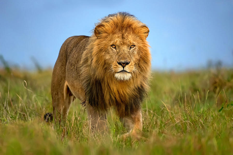 Lion Patrol Photograph by Xavier Ortega