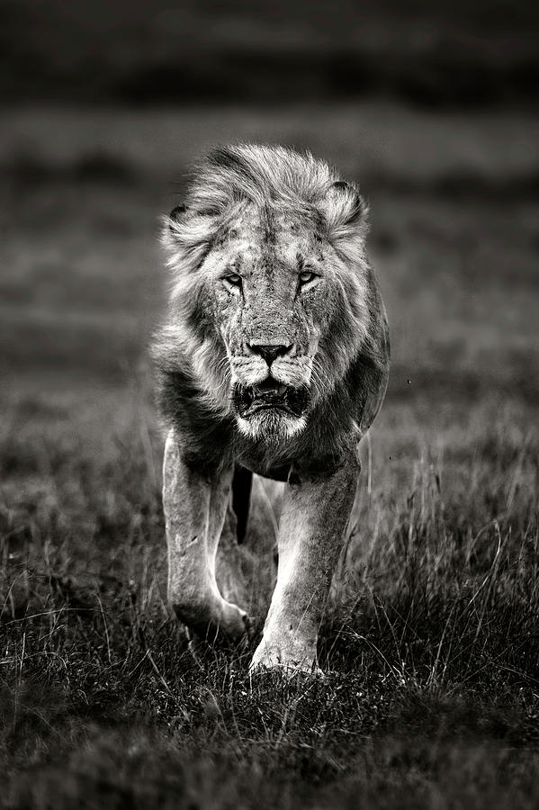 Black And White Photograph - Lion Patrolling by Xavier Ortega