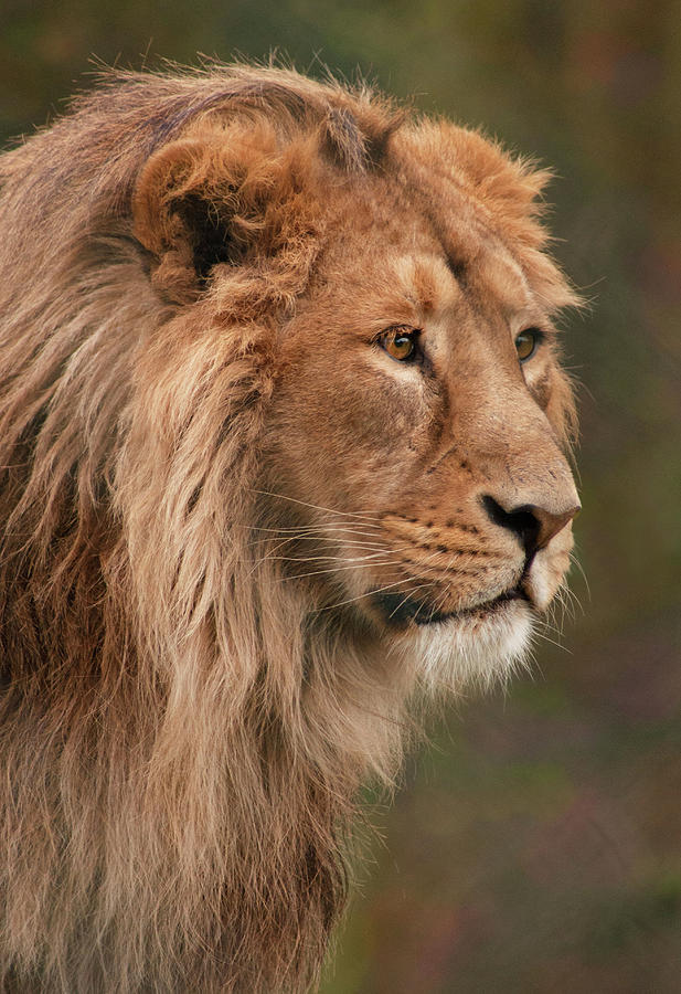 Lion Portrait Photograph by John Dickson