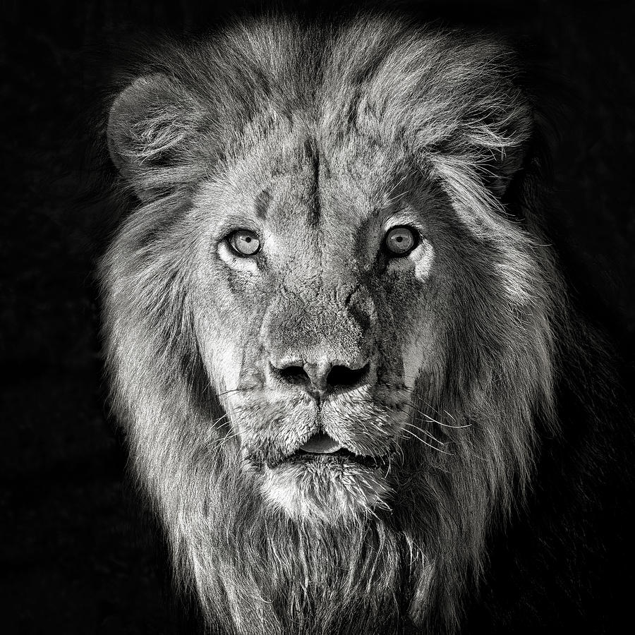 Lion Portrait- Panthera Leo Photograph by Mathilde Guillemot