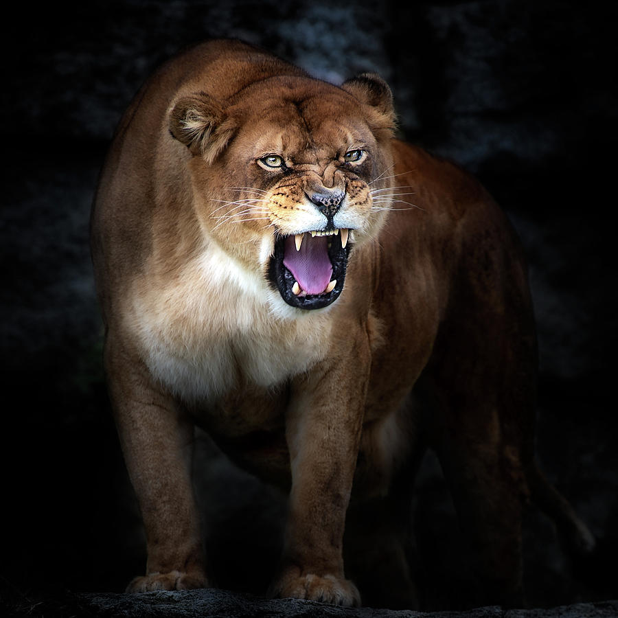 Lion Portrait Photograph by Santiago Pascual Buye