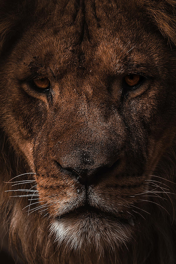 Lion Portrait Photograph by Shadyessam