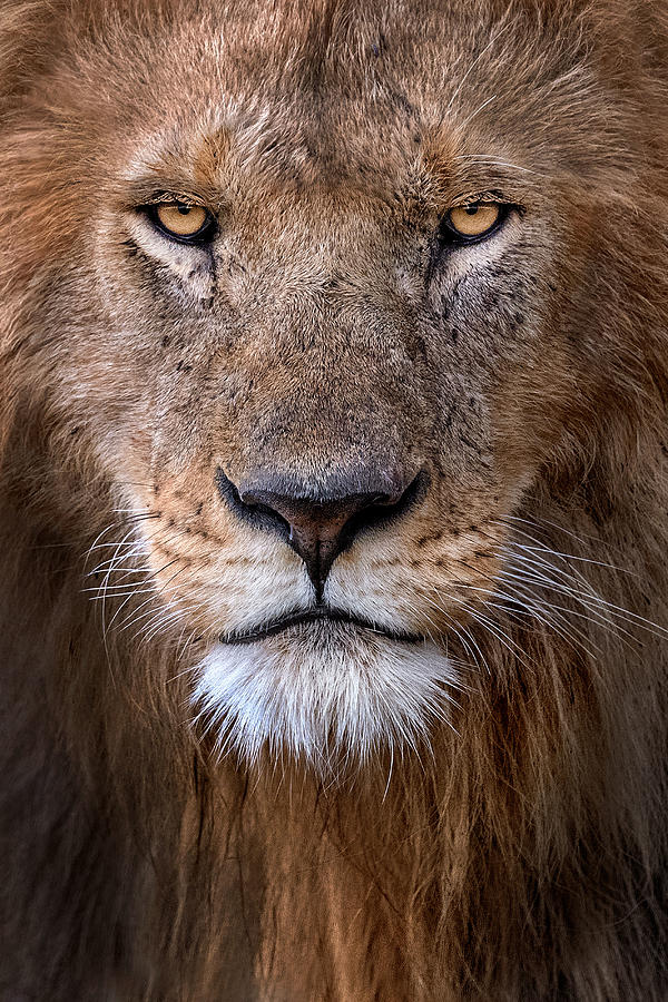 Lion Portrait Photograph by Xavier Ortega