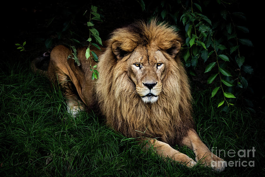 Lion Portrait Photograph by Zocha k