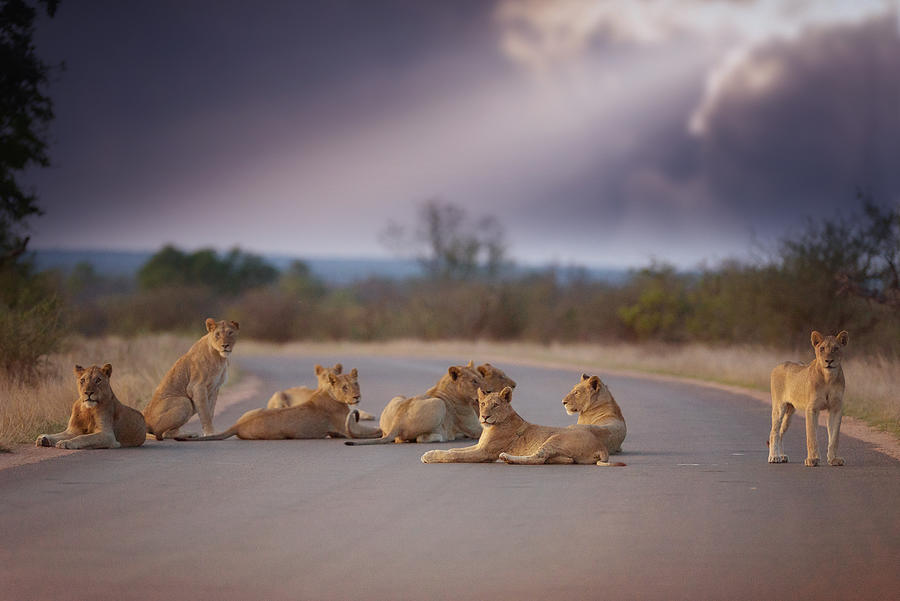 Wildlife Photograph - Lion Pride by Ozkan Ozmen     I     Big Lens Adventures