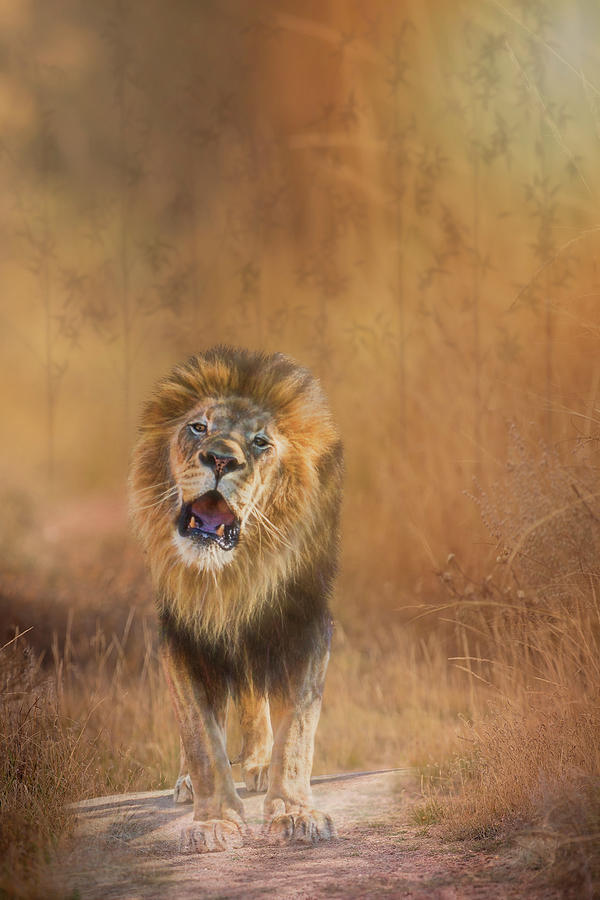 Lion Roar Photograph by Patti Deters