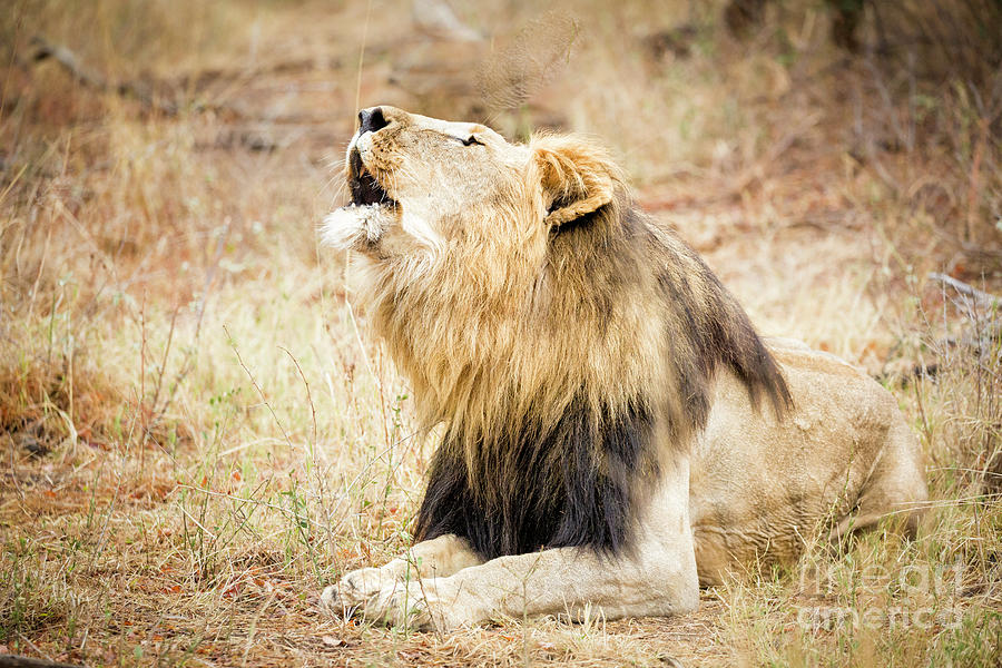 Lion Roar Photograph by Timothy Hacker