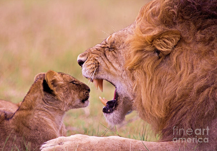 Lion Roaring At Young Cub Photograph by Wldavies