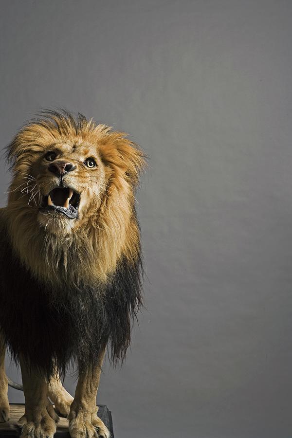 Lion Roaring Photograph by Darryl Estrine Lion Roaring Photograph by Darryl Estrine