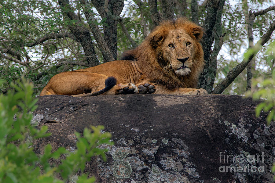 Lion Rocks Photograph by Peter Kennett