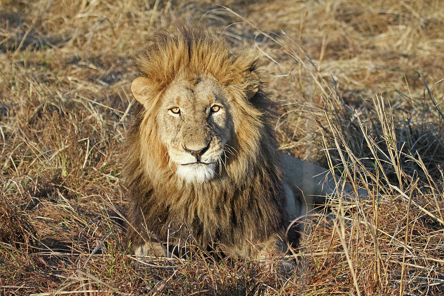 Lion Photograph by Romina Facchi