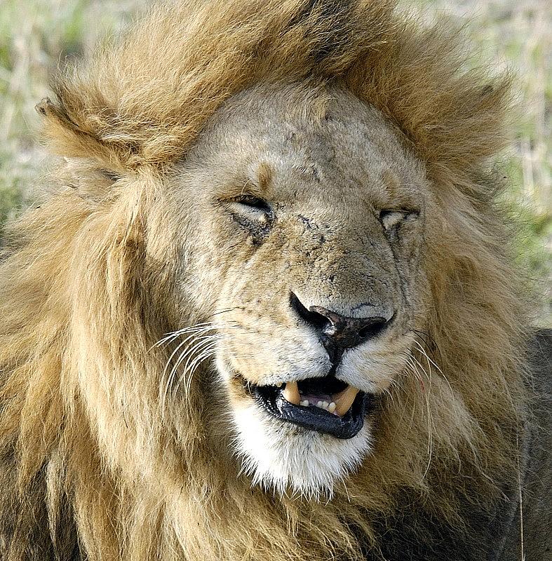 Lion by Ron Roberts Lion by Ron Roberts