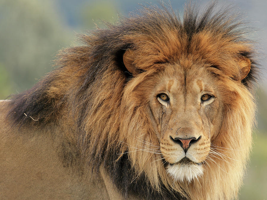 Lion Photograph by S. Greg Panosian