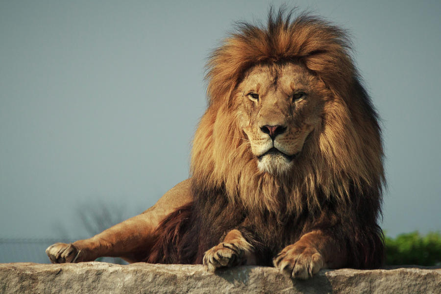 Lion Photograph by Saibal