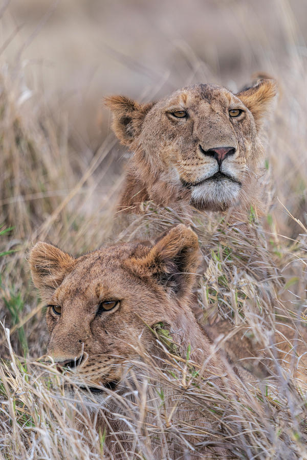 Lion Siblings Photograph by Betty Eich