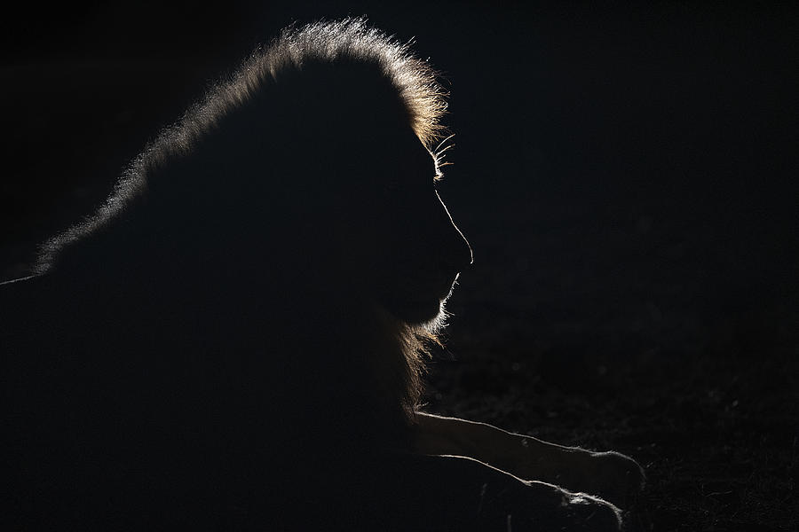 Lion Silhouette Photograph by Joan Gil Raga