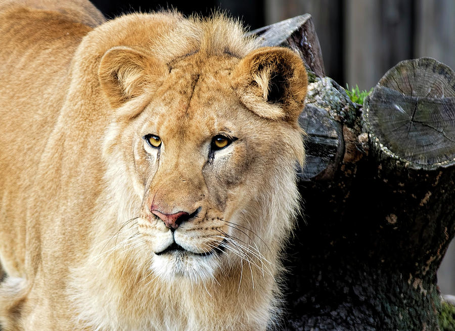 Lion Stare Photograph by Deborah Penland