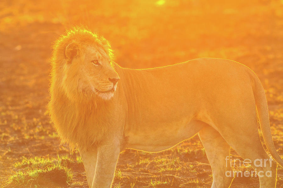 Lion sunrise light Photograph by Benny Marty