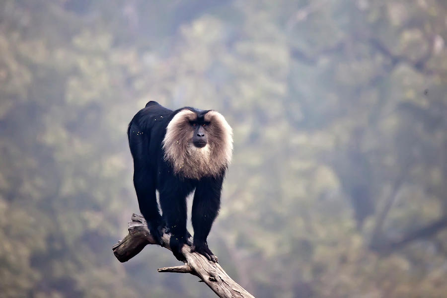 Lion-tailed Macaque Photograph by © Deepak Bhatia
