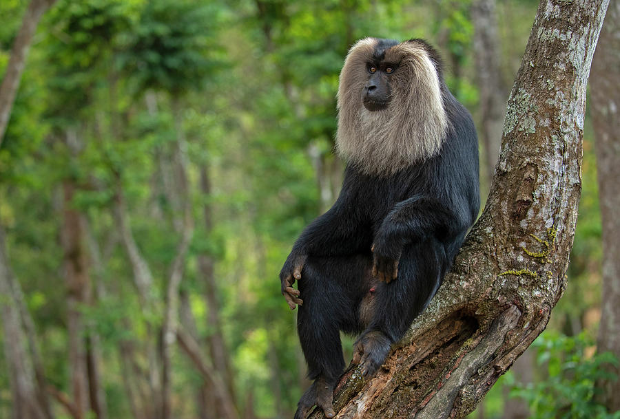 Lion-tailed Macaque Alpha Male, Sitting In Tree, Valparai Photograph by ...