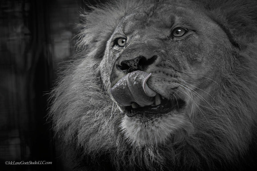 Lion Tasty Photograph by LeeAnn McLaneGoetz McLaneGoetzStudioLLCcom